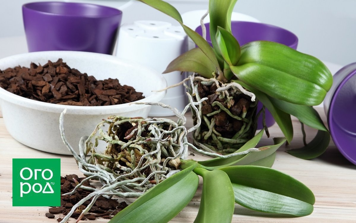 Грунт для орхидей своими руками: состав почвы и смеси